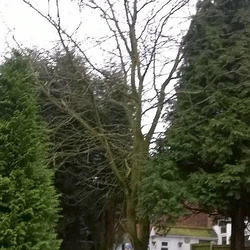 Gardening  Nottingham Tree and Hedge Work 1