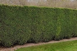 Gardening  Nottingham Tree and Hedge Work 3