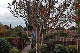 Gardening  Nottingham Tree and Hedge Work 4